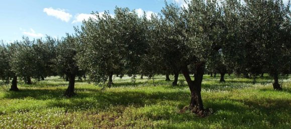 Terreno en Syracuse, Italy 60000 m² No. 246144 6