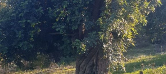 Grundstück in Noto, Italy, Nr. 330984 50