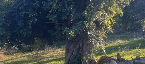 Grundstück in Noto, Italy, Nr. 330984 39