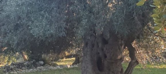 Grundstück in Noto, Italy, Nr. 330984 30