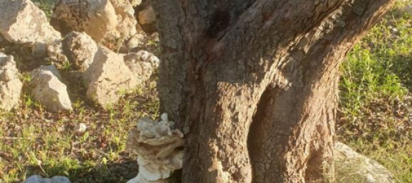 Grundstück in Noto, Italy, Nr. 330984 24