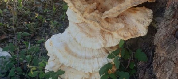 Grundstück in Noto, Italy, Nr. 330984 23