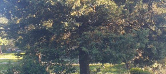 Grundstück in Noto, Italy, Nr. 330984 29