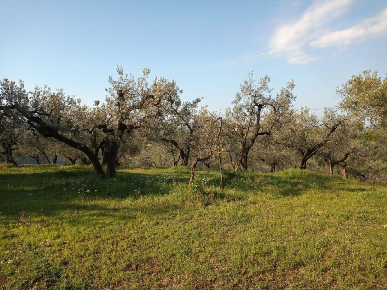  قطعة أرض في Montelibretti, Italy رقم 162925