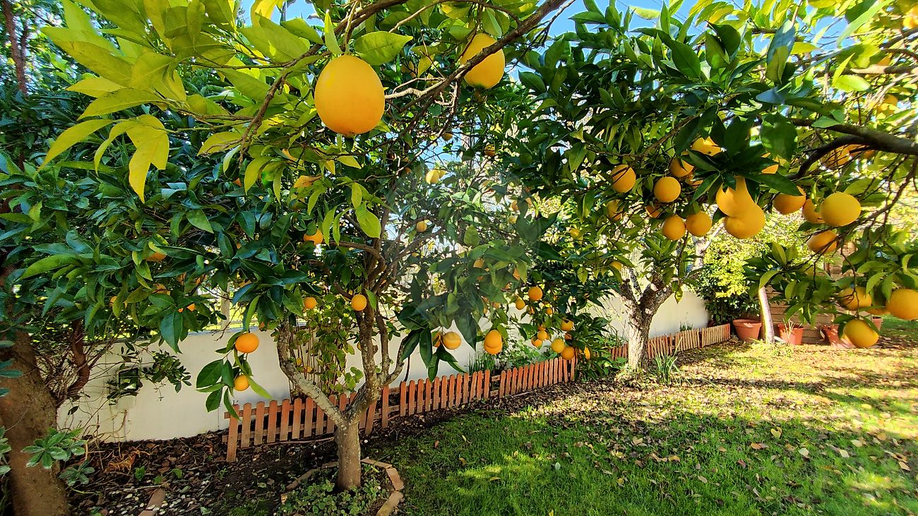 2 bedrooms House in Torres Novas, Portugal No. 17540