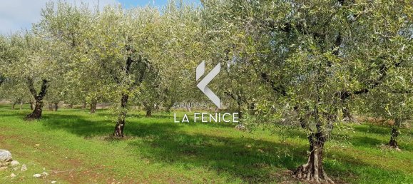 Studio in Locorotondo, Italy, Nr. 24527 4