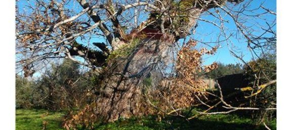 3 bedrooms House in Alvaiazere, Portugal No. 188537 3