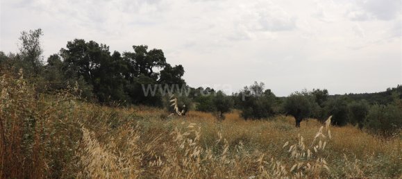 Terreno en Abrantes, Portugal No. 198566 2
