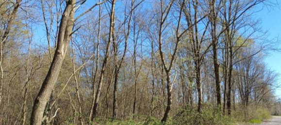 Terrain à Robecchetto con Induno, Italy 15330m² No. 268926 2