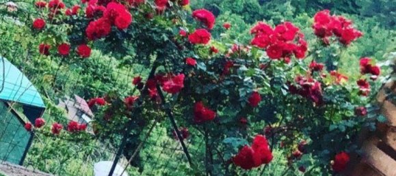 3-Zimmer Haus in Carrara, Italy, Nr. 309068 21