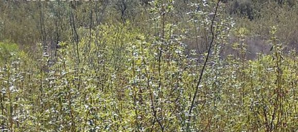 282m² Land in Mexilhoeira Grande, Portugal No. 38923 18