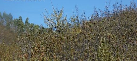 282m² Land in Mexilhoeira Grande, Portugal No. 38923 15