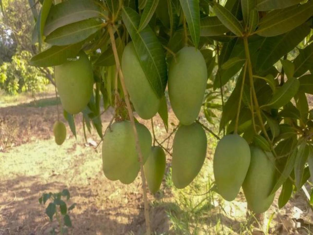  Land in Hyderabad, India No. 36191