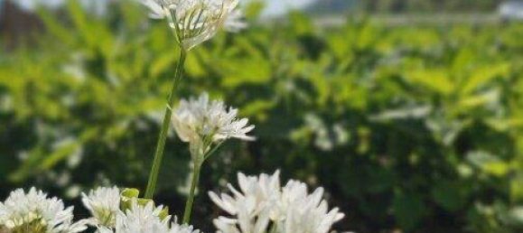 Grundstück in Bad Gleichenberg, Austria, Nr. 19665 4