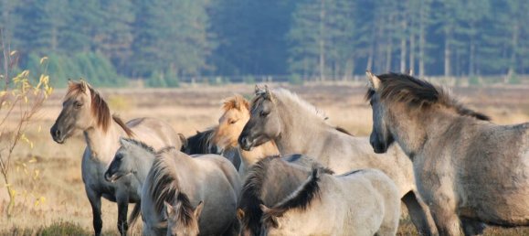 Таунхаус с 6 комнатами в Cuxhaven, Германия № 315140 27