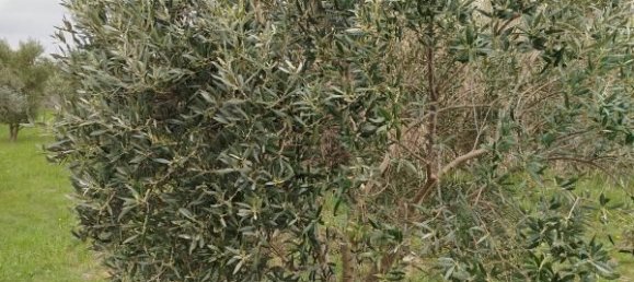 5847m² Land in Cazouls-les-Beziers, France No. 289005 4