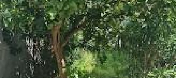 5 rooms House in Carrara, Italy No. 164984 29