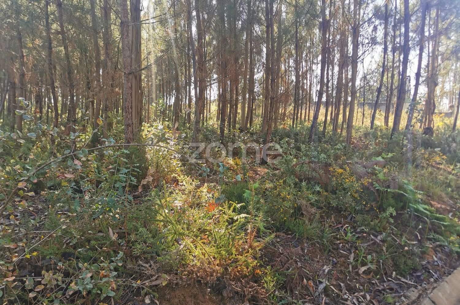 Terrain à Agueda, Portugal 2900m² No. 78821