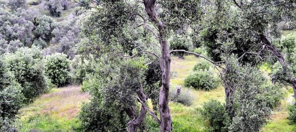 Hotel in Corfu, Greece 5000m², Nr. 4957 3