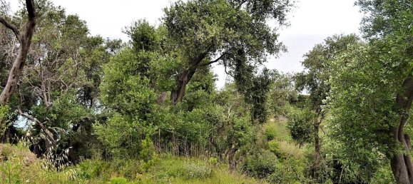 5000m² Hotel in Corfu, Greece No. 4957 8