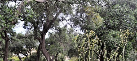 5000m² Hotel in Corfu, Greece No. 4957 2