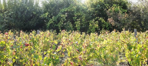 Grundstück in Puy-de-Dome, France, Nr. 319104 4