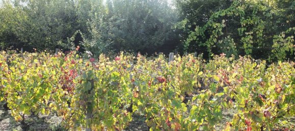 Grundstück in Puy-de-Dome, France, Nr. 319104 5