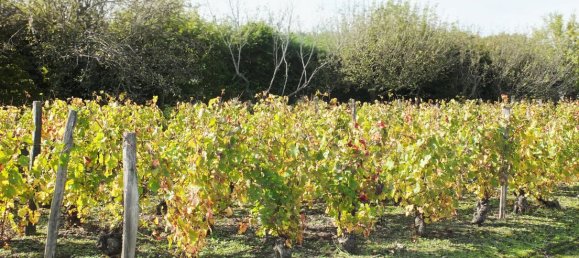Grundstück in Puy-de-Dome, France, Nr. 319104 2