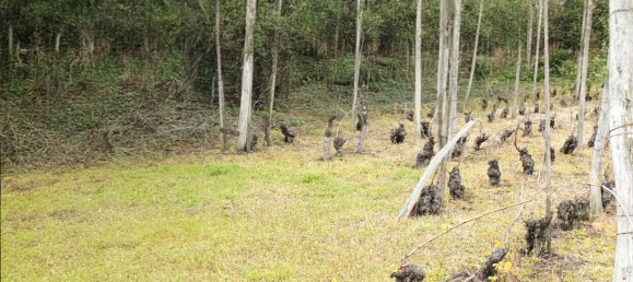 Grundstück in Puy-de-Dome, France, Nr. 319104 6