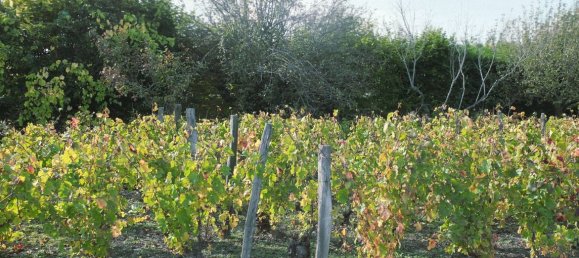 Grundstück in Puy-de-Dome, France, Nr. 319104 3