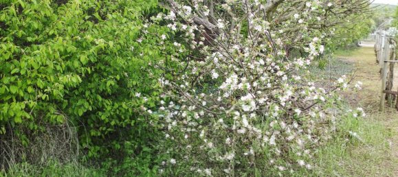 Grundstück in Puy-de-Dome, France, Nr. 319104 7
