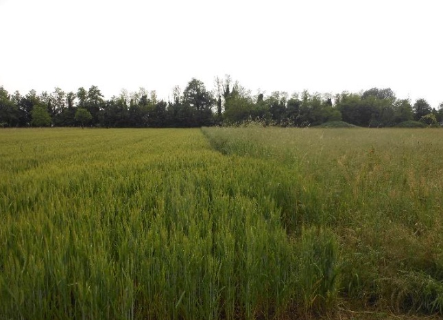 Terrain à Santorso, Italy 10418m² No. 303569