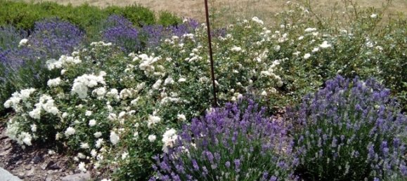 Casa de 2 dormitorios en Ludwigslust-Parchim, Germany No. 131483 2