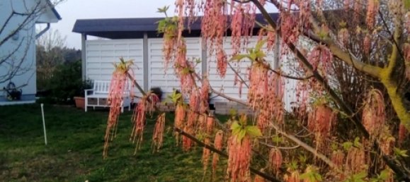 Casa de 2 dormitorios en Ludwigslust-Parchim, Germany No. 131483 19