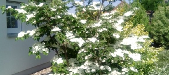 Casa de 2 dormitorios en Ludwigslust-Parchim, Germany No. 131483 3