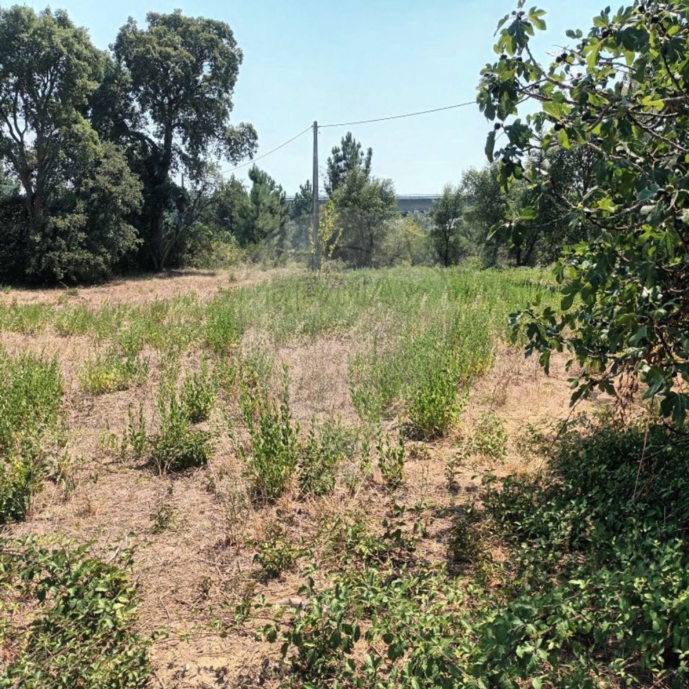 1 Schlafzimmer Haus in Riachos, Portugal, Nr. 71259