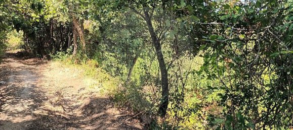 1 Schlafzimmer Haus in Riachos, Portugal, Nr. 71259 6