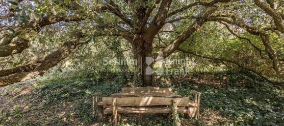 6 bedrooms House in San Giuliano Terme, Italy No. 57732 29