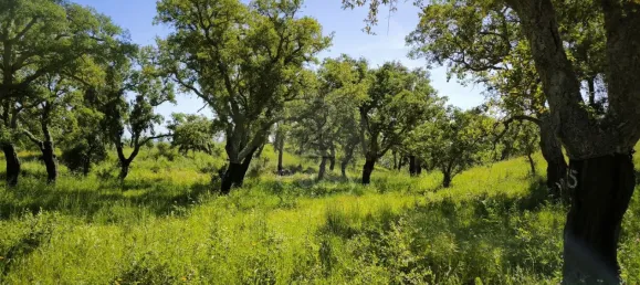 Grundstück in Santiago do Cacem, Portugal, Nr. 92690 5