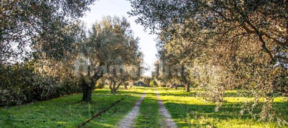 5 غرف نوم فيلا في Montalto di Castro, Italy رقم 91081 2