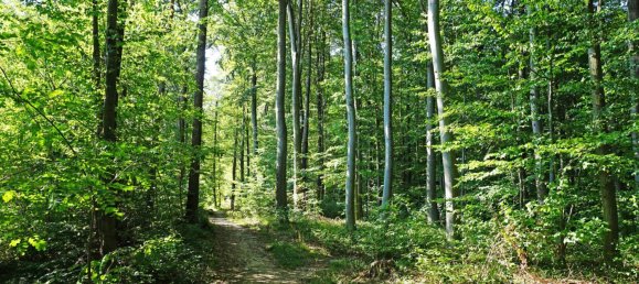 Terrain à Pressbaum, Austria No. 41156 4