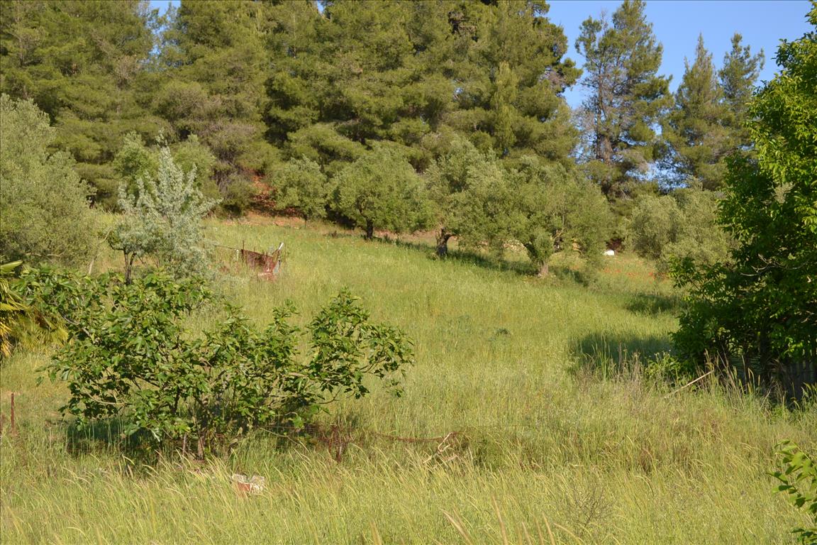  فندق في Chalkidiki, Greece 2300متر مربع رقم 72139