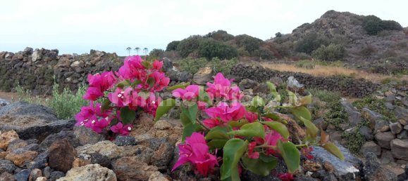 4 غرف نوم منزل في Pantelleria, Italy رقم 159426 6