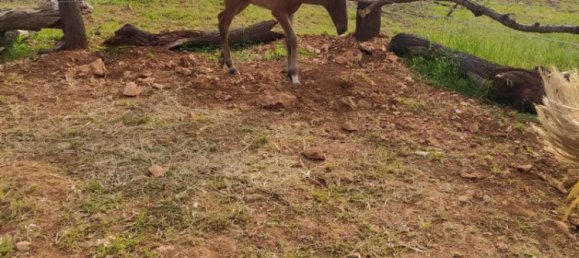 3 bedrooms Land in Sineu, Spain No. 287139 4