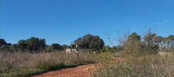 3 bedrooms Land in Sineu, Spain No. 287139 9