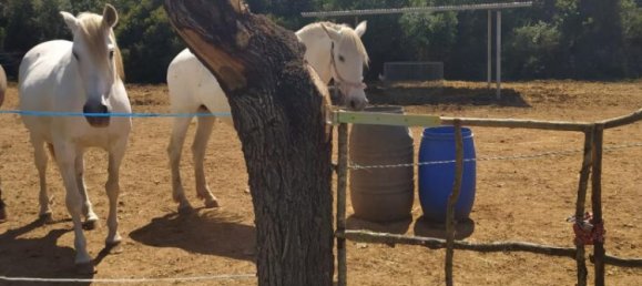 3 bedrooms Land in Sineu, Spain No. 287139 5