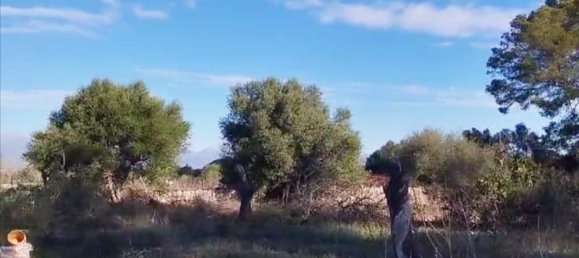 3 bedrooms Land in Sineu, Spain No. 287139 8