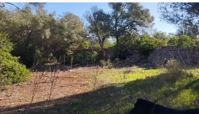 3 bedrooms Land in Sineu, Spain No. 287139
