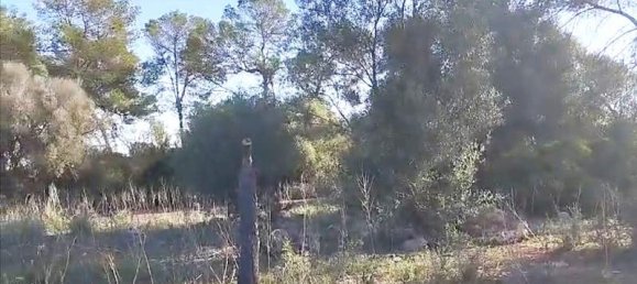 3 bedrooms Land in Sineu, Spain No. 287139 6