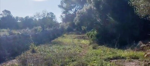 3 bedrooms Land in Sineu, Spain No. 287139 10